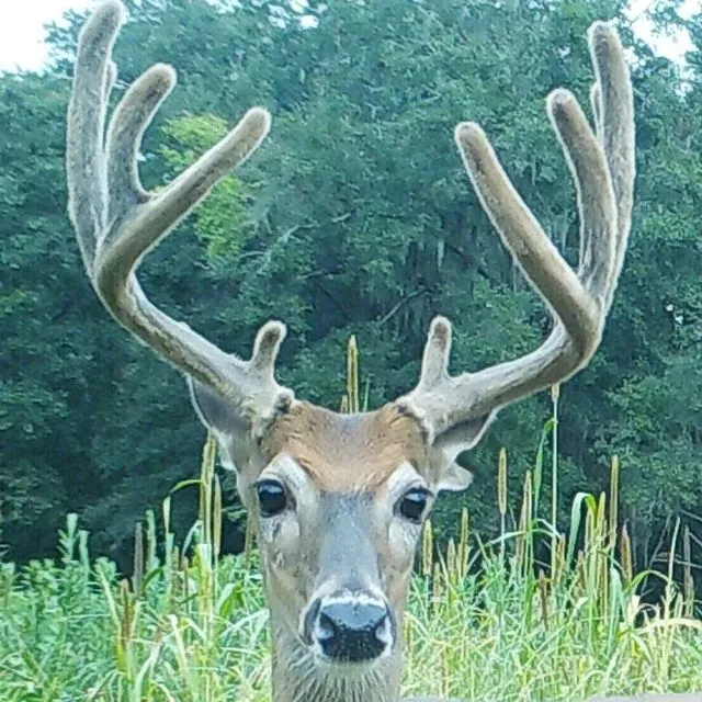 thumbnail for publication: Facts about Wildlife Diseases: Antler Infections and Cranial Abscess Disease in White-Tailed Deer